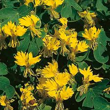 A canary creeper (T. peregrinum)