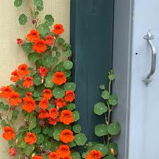 A climbing nasturtium (Tropaeolum majus), with it's red flowers, climbing up a wall