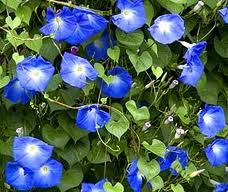The intertwined vines and purple flowers of a Morning Glory (Ipomoea Purpurea)