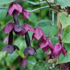 A purple bell vine (Rhodochiton atrosanguineus AGM*)