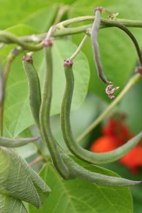 A group of runner bean pods ready for picking