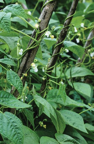 A French climbing bean blue lake, entwined around a wooden stake