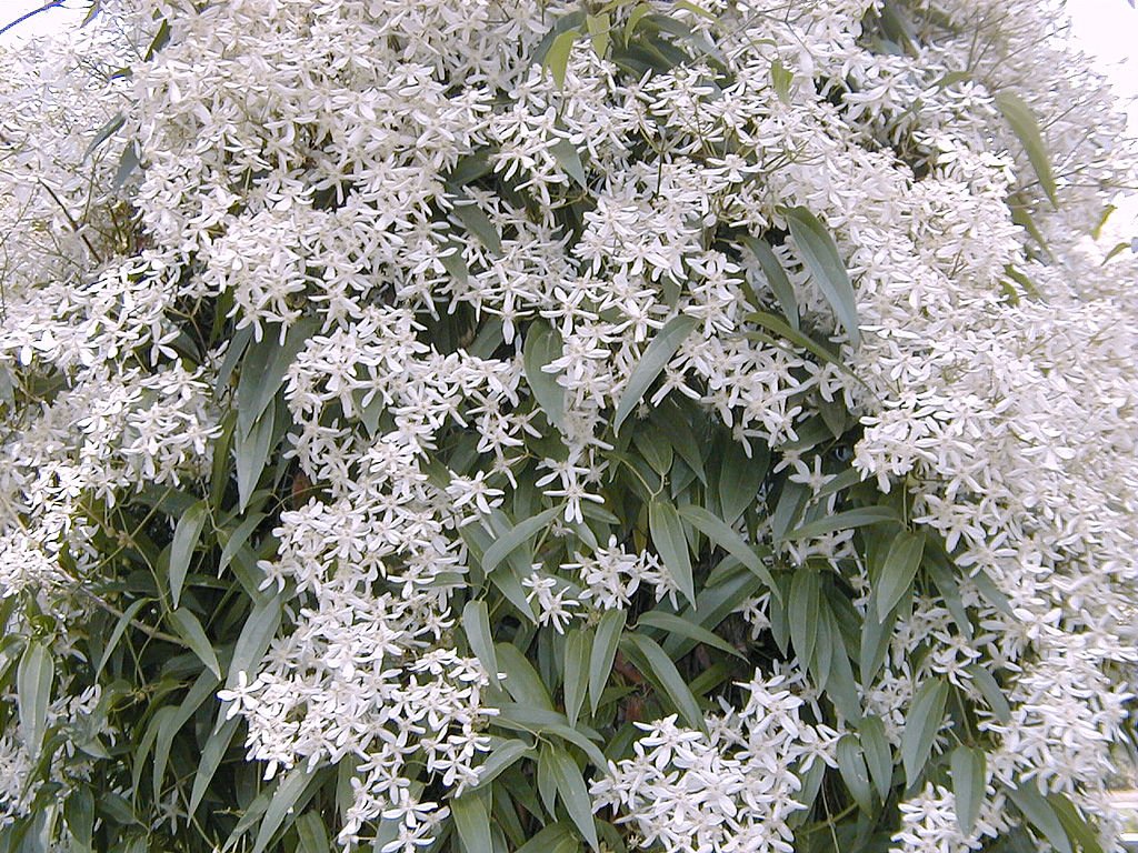 The small, white flowers of a Clematis Armandii ‘Snowdrift’