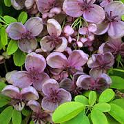 The light pink clover-shaped flowers of a Chocolate Vine (akebia quinata)