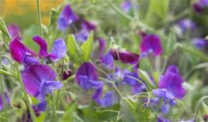 A sweetpea plant, flowering with purple and voilet flowers