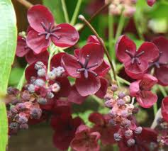 Akebia Quinata - The Chocolate vine