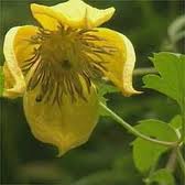 Clematis Bill Mackensie