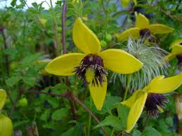 Clematis Orentialis