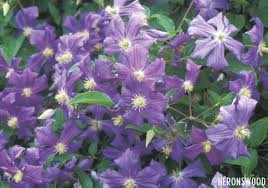 Clematis Perle dAzure
