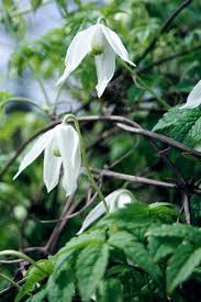 Clematis White Columbine