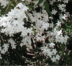 Jasmine Officinale