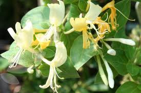 Lonicera Japonica Halliana