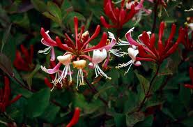 Lonicera Periclymenum