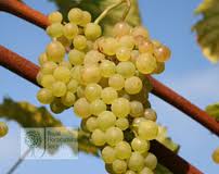 Phoenix White Grape