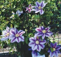 Clematis